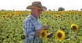 Farmer Walking Thru a Sun Flower Field Check Plants and Take Notes in Agenda 4k or 4k+ Resolution