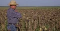 Farmer Walking Thru Sunflower Culture Count Money Calculate Financial Win 4k or 4k+ Resolution