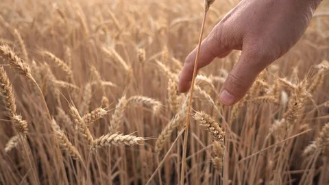 Farmer walking touching wheat  the wheat field in sunset  ears with hands Video stock 111853129