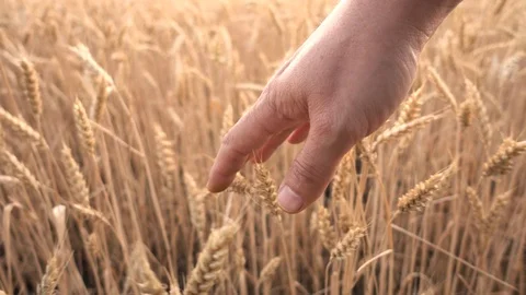 Farmer walking touching wheat  the wheat field in sunset  ears with hands Video stock 111853132