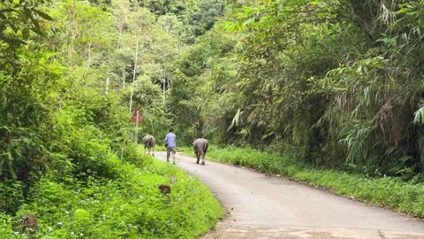 Farmer walking with two buffaloes on a rural concrete road. Stock-Footage 344142534
