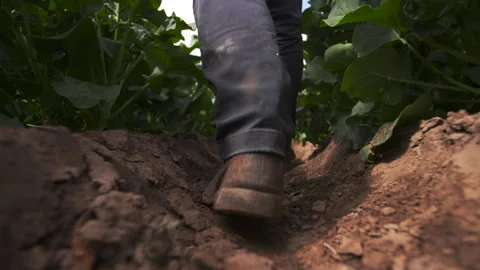 Farmer walking in vegetable crop Stock Footage 306902721
