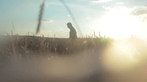 The farmer is walking in the wheat field Video stock 73829416