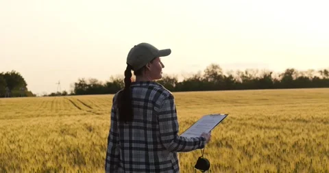 Farmer walking wheat field sunset with notebook. Crop evaluation process during Stock Footage 314736552