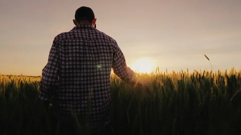 The farmer walks along the wheat field, his hand stroking the ears, the view Stock Footage 121558071
