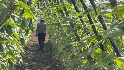 A farmer walks between dense rows of climbing luffa plants supported by bamboo Stock Footage 335377917