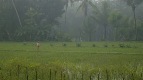 A farmer walks between these rice plantations in bad weather, in Indonesia Stock Footage 222861672