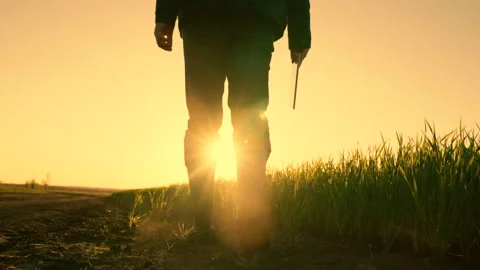 Farmer walks in boots with a computer tablet in green field of wheat sprouts at Stock Footage 212612028