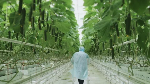 A farmer walks with a box full of cucumbers. Stock Footage 277599390