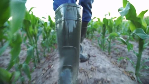The farmer walks the corn field Stock Footage 83855416