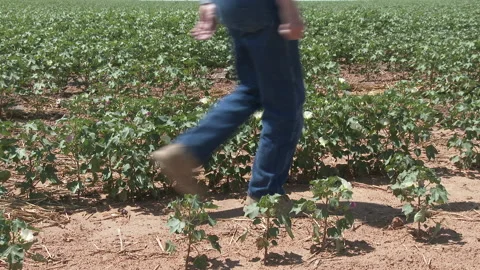 A farmer walks down cotton row as he inspects his crop, 4K. Stock Footage 140971835