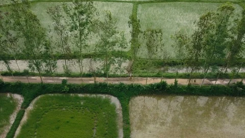 A farmer walks down a road surrounded by rice fields Stock-Footage 95660793
