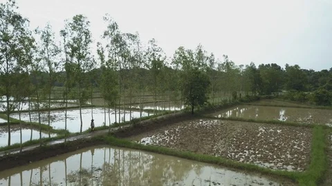 A farmer walks down a road surrounded by rice fields Stock Footage 95661236