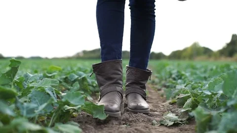 A farmer walks the field of beets Stock Footage 80028842