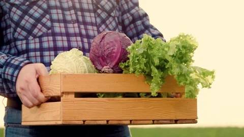 Farmer walks hand with box vegetables across field, cabbage farmer box hand Stock Footage 244550611