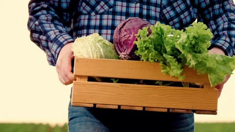 Farmer walks hand with box vegetables across field, cabbage farmer box hand Stock Footage 244796703