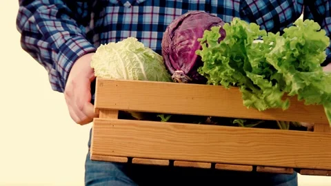 Farmer walks hand with box vegetables across field, cabbage farmer box hand Stock Footage 245584843