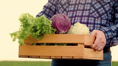 Farmer walks hand with box vegetables across field, cabbage farmer box hand Stock Footage 246723652