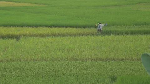 A farmer walks in her field with a mower, in Vietnam Stock Footage 232445137