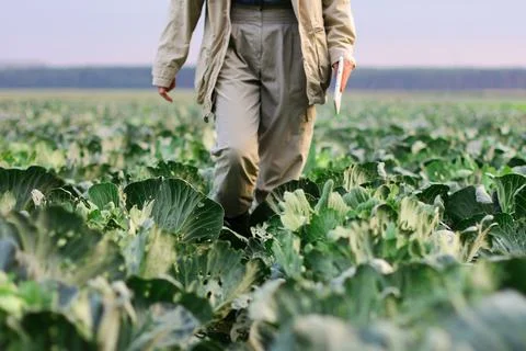 A farmer walks through a cabbage field. Gardening on an organic vegetable far Fotos Stock