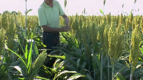 Farmer Walks Through Checks Sorghum Crop Stock Footage