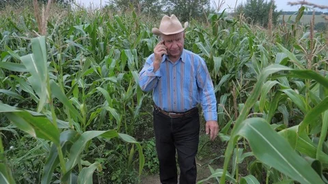 Farmer Walks Through A Corn Field, Talking On The Phone, Checks The Maturity Stock Footage