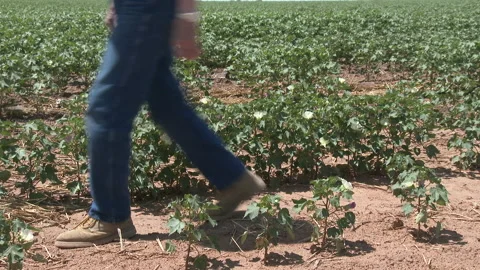 Farmer walks through cotton rows from right to left, 4K. Stock Footage 139723071