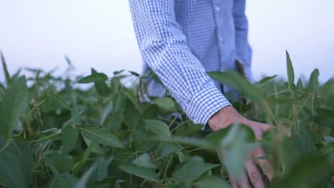 A farmer walks through the field and examines the quality of the soybeans Video stock 159073377