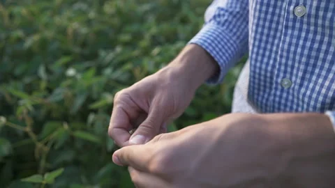 A farmer walks through the field and examines the quality of the soybeans Stock Footage 159074487
