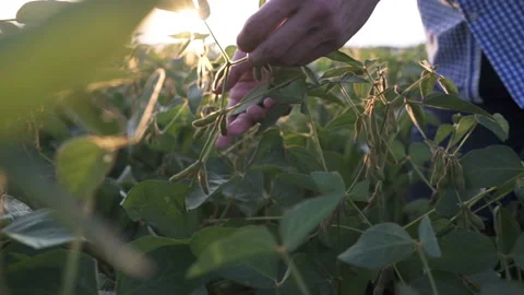 A farmer walks through the field and examines the quality of the soybeans Video stock 159074741