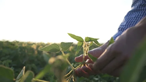 A farmer walks through the field and examines the quality of the soybeans Stock Footage 159074847
