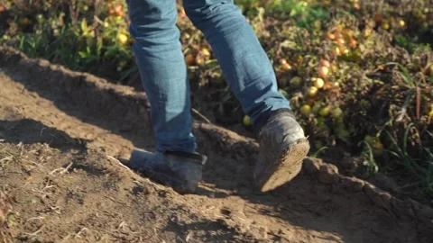 Farmer walks through the field with a crop of tomatoes. close-up Stock Footage 221711368