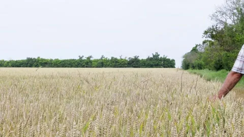A farmer walks through the field, inspecting the wheat crop. Stock Footage 244784875