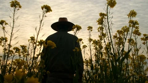 Farmer walks through field of mustered flower at sunset Stock Footage 231306994