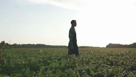 The farmer walks through the soybean field, checks his harvest. Vídeo Stock 136819692