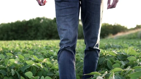 A farmer walks through a soybean field at sunset. Stock Footage 270532183