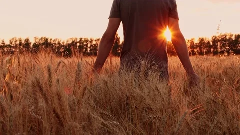 A farmer walks through a wheat field at sunset. Stock Footage 157267891