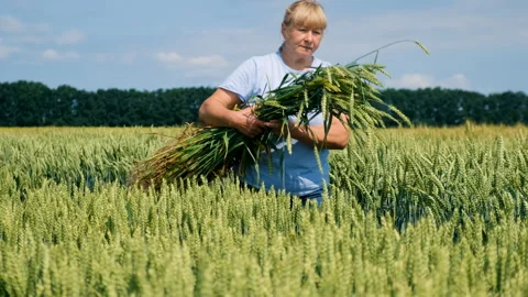 A farmer walks through a wheat field. Selective focus. Stock Footage 260897537