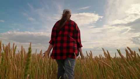 Farmer walks through wheat field, touches ripening ears of wheat with his hand Stock Footage 302740285