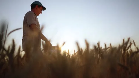 Farmer walks through wheat field at sunset touching golden grain crops. Calm man Stock Footage 345958746