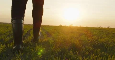Farmer walks through a young wheat green field during sunset. Bottom view of  Video stock 153754381