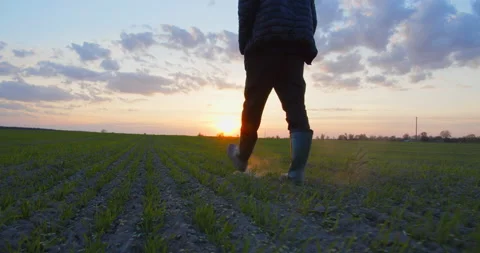 Farmer walks through a young wheat green field during sunset. Stock-Footage 153754864