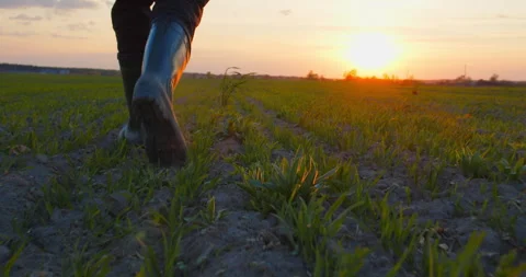 Farmer walks through a young wheat green field during sunset. Stock Footage 303585049