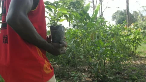 A farmer walks with a young cocoa tree ready to be planted, in Ivory Coast Stock Footage 237983021