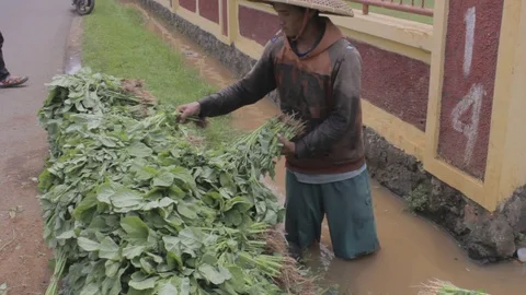 Farmer Wash Vegetable Stock Footage 122183126