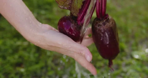 Farmer washes a bunch of fresh beets Video stock 141036583