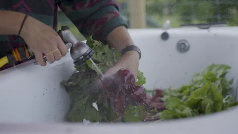 Farmer Washing Beetroot Stock Footage 264873400