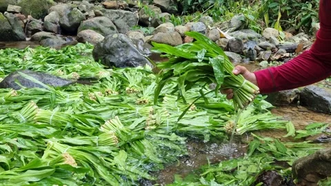 Farmer washing bunches of vegetables in the river. Stock Footage 341900252