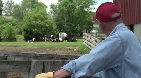 Farmer watching cows and looking at camera Stock Footage 25201170