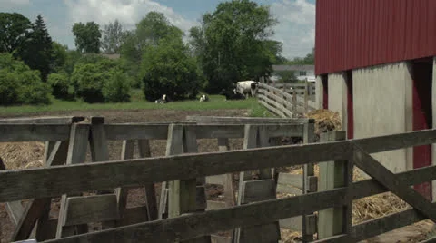 Farmer watching cows and looking at camera, wide Video stock 25201219